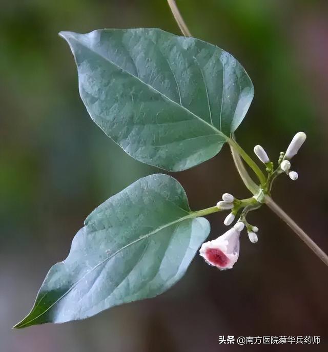 鸡矢藤为茜草科多年生草质藤本植物鸡矢藤或毛鸡矢藤的地上部分及根